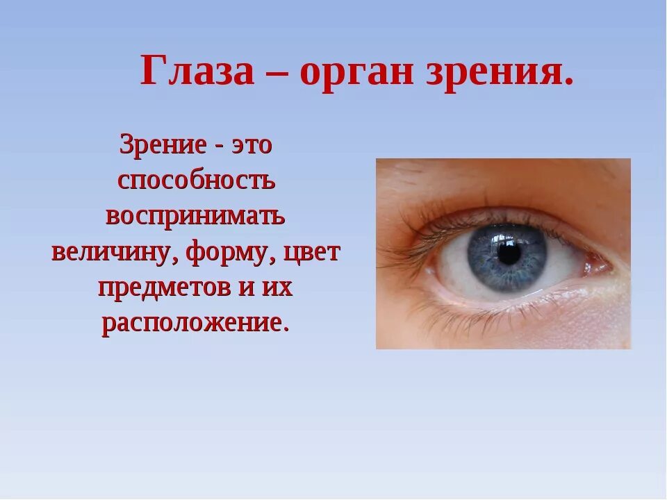 Глаз человека для детей. Глаза орган зрения. Органы чувств глаза. Глаз-орган зрения презентация. Органы чувств человека глаза орган зрения.