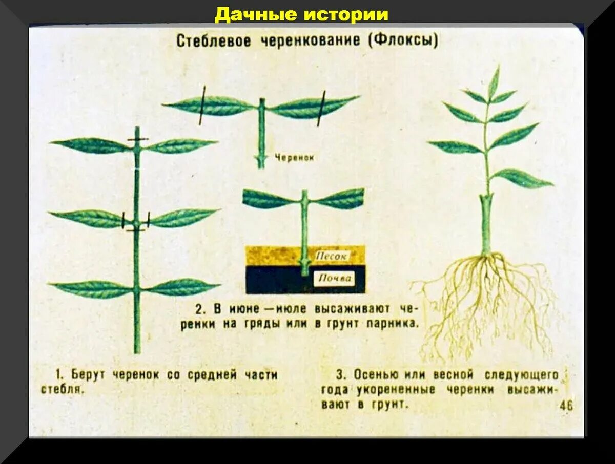 Как размножить флоксы черенками летом в августе
