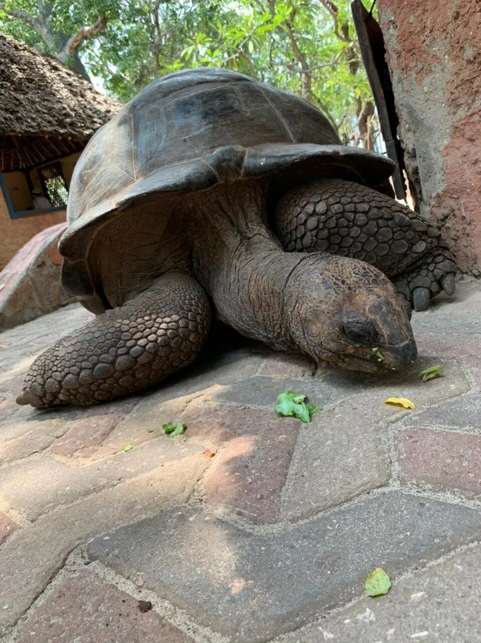 Turtle write