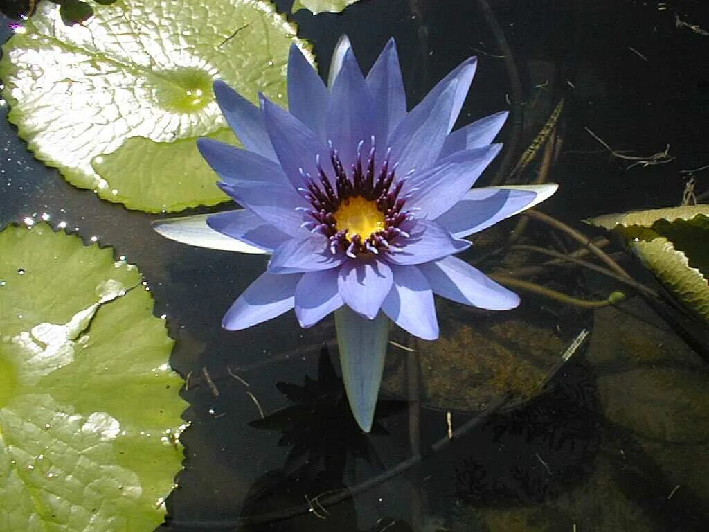 Голубой нильский лотос. Голубой лотос наркосодержащий. Голубой нильский лотос. Голубой нильский лотос. Голубой лотос нимфея.