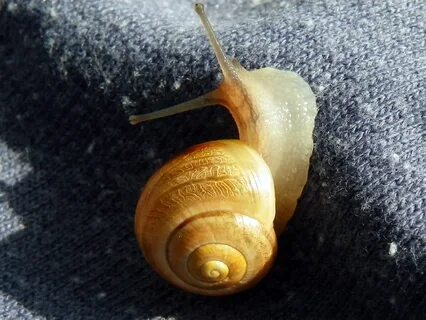 User:FlickreviewR 2. en:Flickr. 