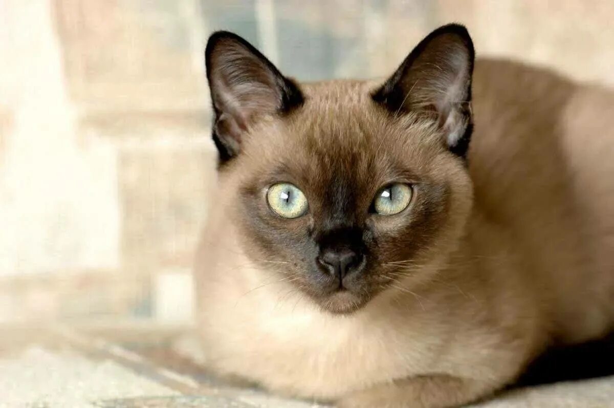 Породы сиамского окраса. Тонкинская кошка (тонкинез). Бурма кошка. Тонкинез Бурма. Бурманская Сиамская кошка.