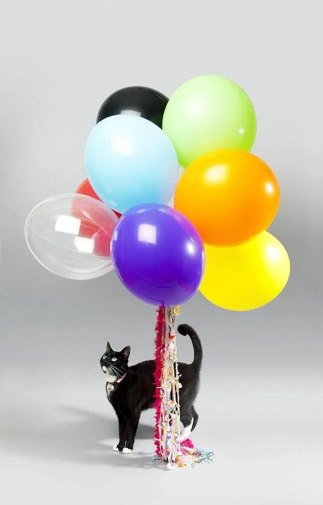 Кошка с воздушными шариками. Кот шарик. Котенок с воздушными шарами. Воздушные шары кошка.