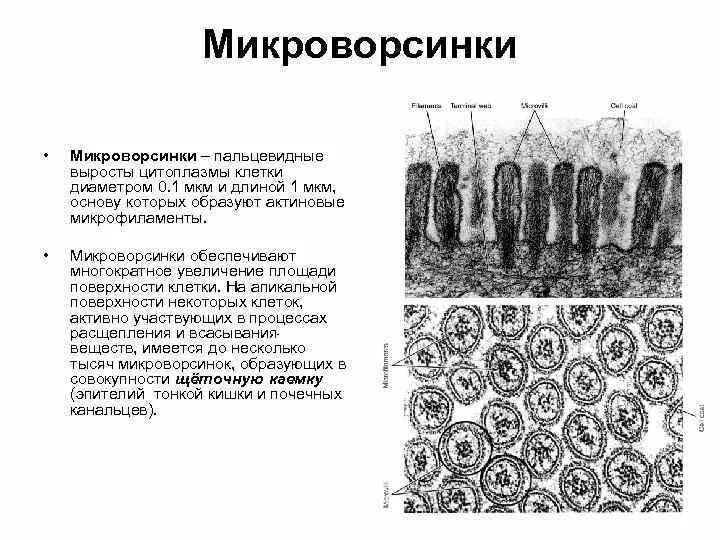 Эпителий, клетки которого образуют микроворсинки:. Функции микроворсинок на апикальной поверхности клетки. Микроворсинки на апикальной поверхности. Микроворсинки щеточной каемки. Микроворсинки это
