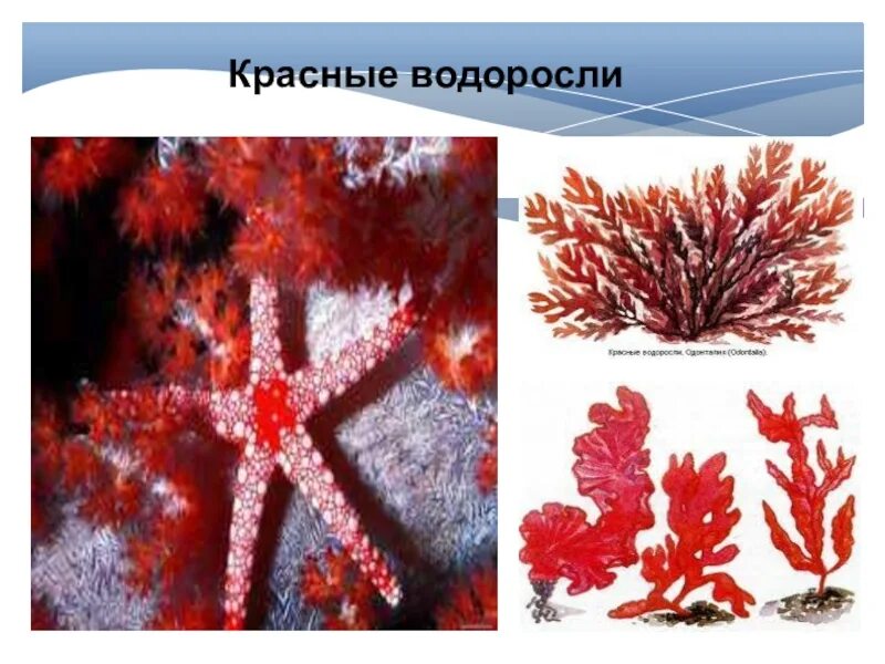 Красные водоросли 7 класс. Красные водоросли. Красные водоросли и их названия. Красные водоросли представители названия. Класс красные водоросли представители.