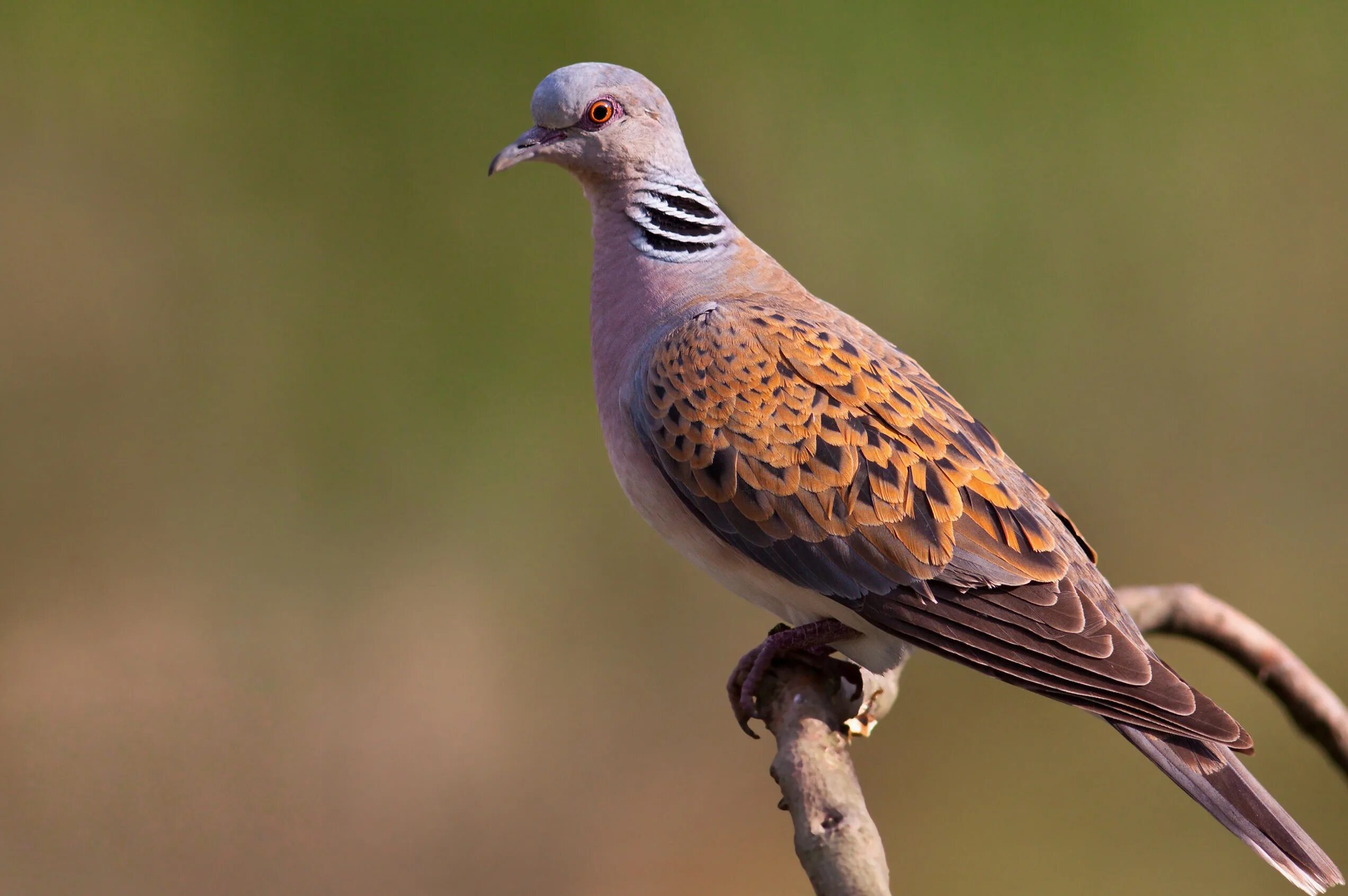Кольчатая горлица горлицы. Обыкновенная горлица самец. Голубь горлица обыкновенная. Горлица обыкновенная. Кольчатая горлица.