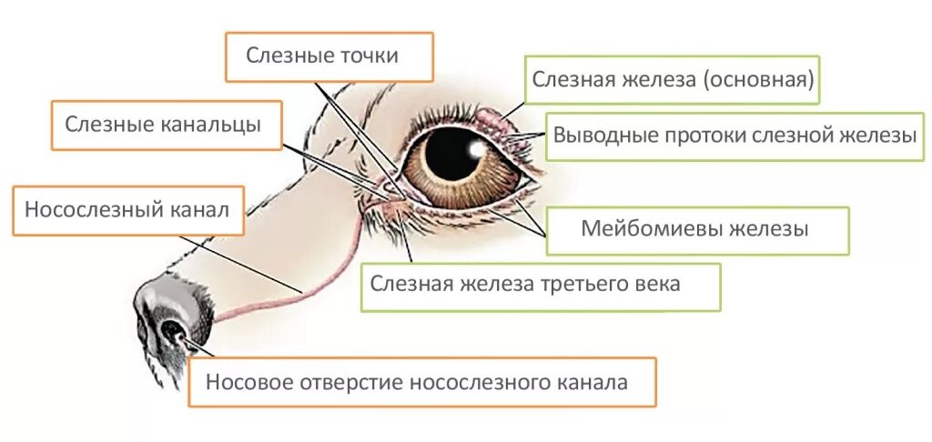 Конъюнктива где. Строение слезных каналов у собак. Строение носослезного канала у собак. Номослкзныц канал у собак. Строение глаза конъюнктивальный мешок.