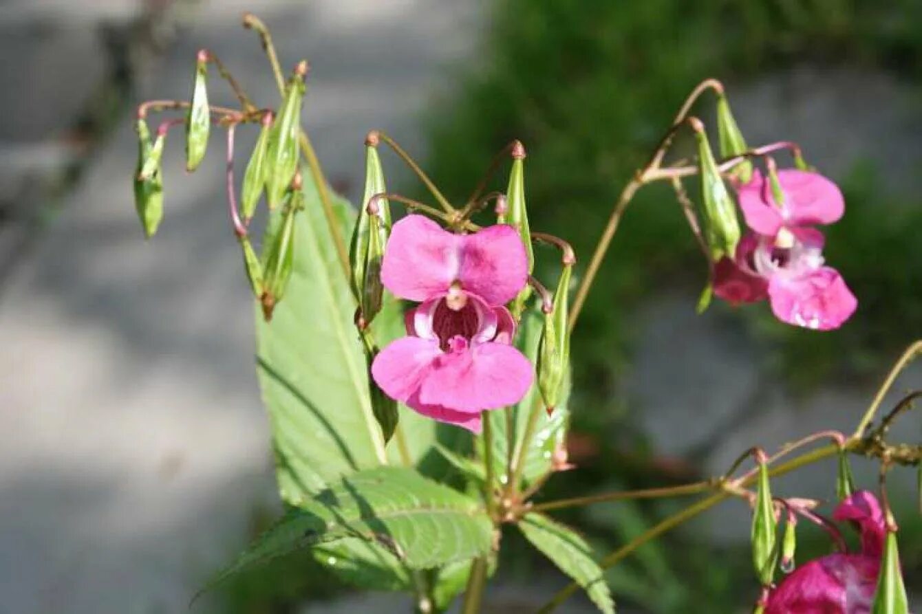 Недотрога растение плоды. Недотрога мелкоцветковая. Бальзамин недотрога дикий. Недотрога растение плоды. Недотрога обыкновенная плоды.