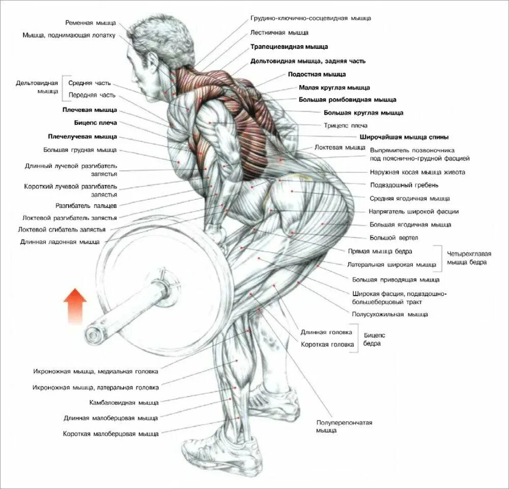 Средняя часть живота. Биомеханика тяги штанги в наклоне. Становая тяга анатомия упражнений. Тяга штанги в наклоне мышцы задействованы. Анатомия силовых упражнений становая тяга.