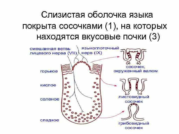 Слизистая оболочка языка. Особенности слизистой оболочки языка. Зарисовать строение слизистой оболочки языка. Вкусовой и обонятельный анализаторы. Слизистые оболочки строение и функции