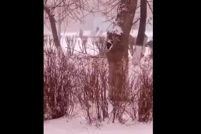 Сила березовского в. Сила березовского в