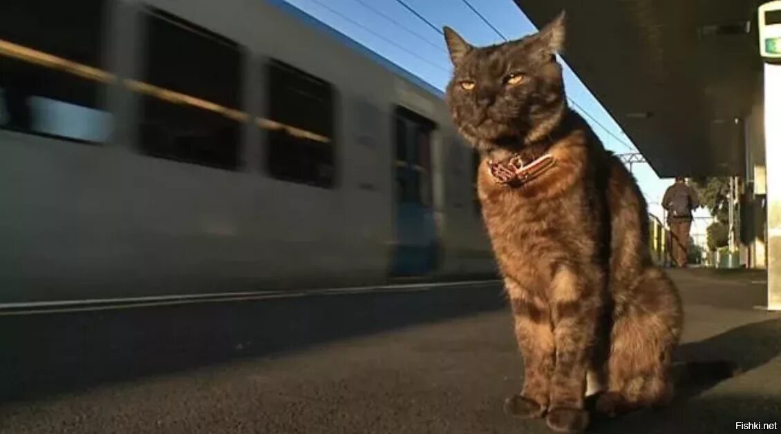 Кот железная дорога. Кошка в поезде. Кошка в электричке. Кот в поезде Мем. Кот провожает поезд.