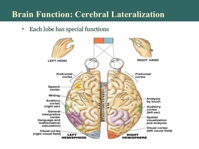 High brains. Латерализация мозга. Латерализация это. Латерализация функций. Латерализации функций головного мозга это.