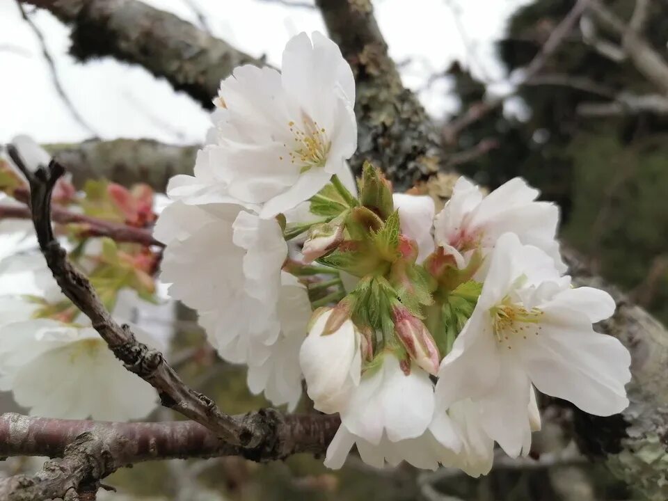 В краснодаре зацвели. Дендропарк Сочи Сакура. Сакура в дендрарии Сочи. Цветение Сакуры в Сочи. В Сочи зацвела Сакура.