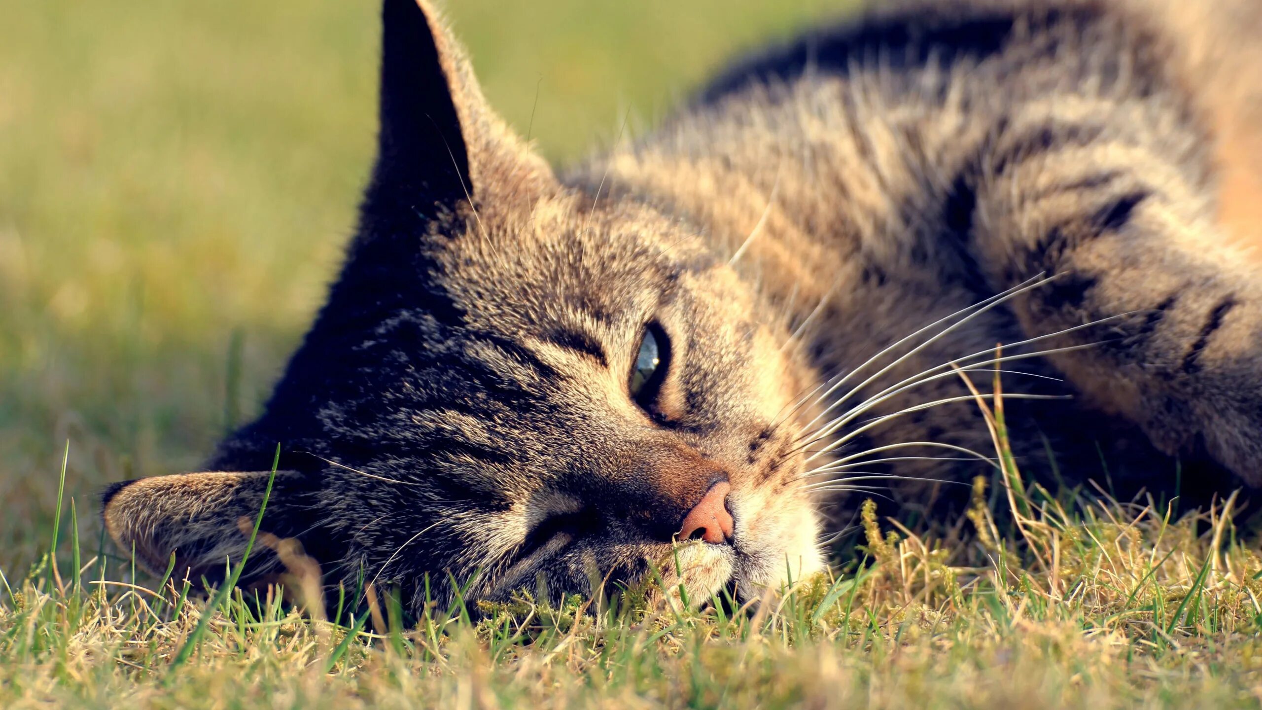 9 качеств кошки. Котики на природе. Картинки на рабочий стол коты. Котики летом. Кот в траве.