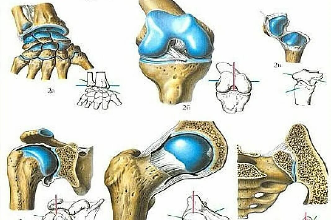 Какой сустав изображен. Суставы. Суставы иллюстрация. Одноосные суставы. Трехосные суставы.
