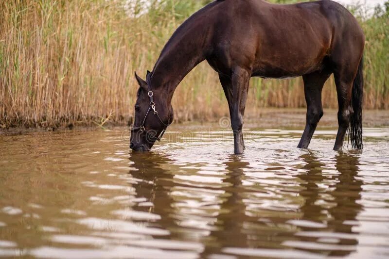 Лошадь пьет воду из реки. Конь пьёт из реки. Лошадь пьет воду. Конь пьет воду