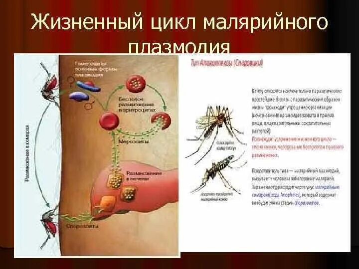 Как происходит заражение человека малярийным плазмодием. Размножение малярийного плазмодия. Способ размножения малярийного плазмодия. Жизненный цикл малярийного комара. Цикл развития малярийного плазмодия в теле комара.