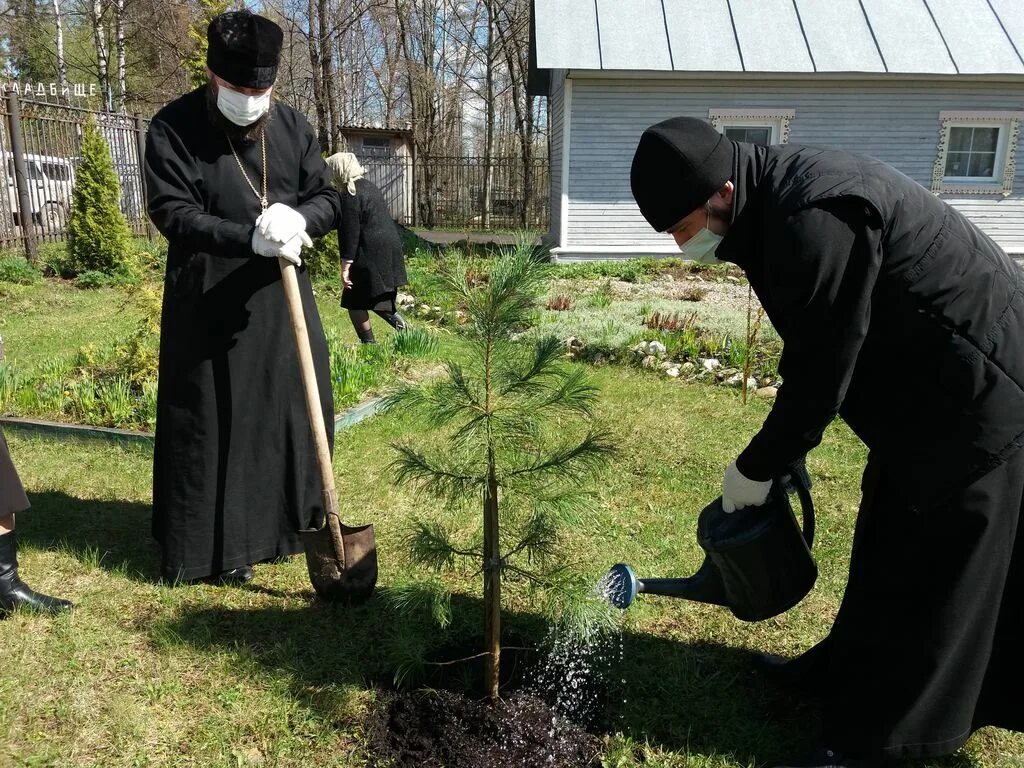 Посадили дерево победы. Священник сажает дерево. За что сажали священников. Высадка в церкви. Какие растения высаживают у церкви.