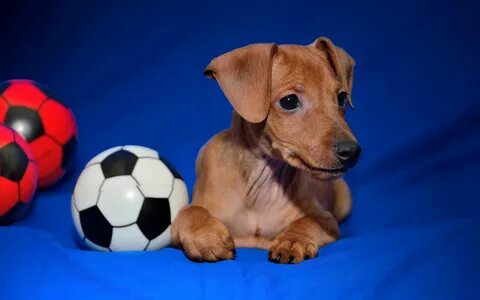 Blue pet