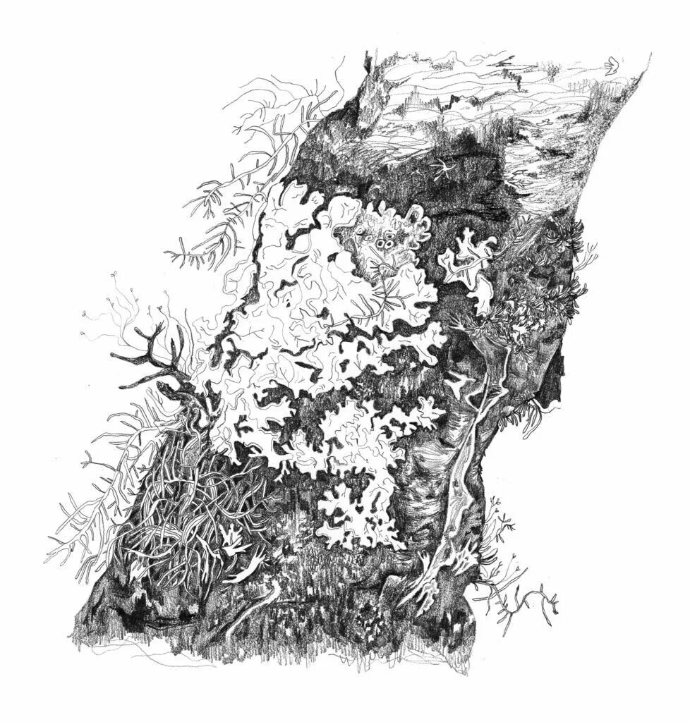 Мох рисунок. Ягель Графика. Лишайник на дереве рисунок. Лишайники рисунок карандашом. Мох на дереве рисунок карандашом.