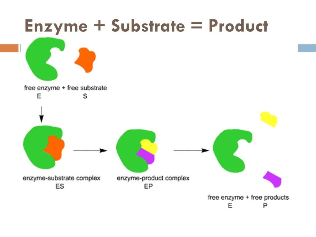 Этапы действия фермента. Принцип действия ферментов. Схема работы фермента. Принцип действия фермента схема. Механизм действия ферментов.