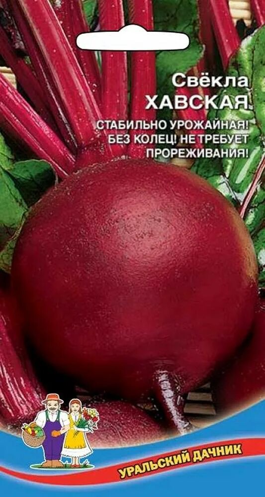 Свёкла столовая хавская. Свекла столовая холодостойкая 19. Свёкла столовая хавская. Свёкла столовая хавская. Сорта столовой свеклы.