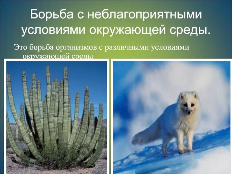 Борьба с неблагоприятными условиями примеры животных. Борьба с неблагоприятными условиями. борьба за существование с неблагоприятными условиями. неблагоприятные условия окружающей среды. борьба с неблагоприятными условиями среды причины.