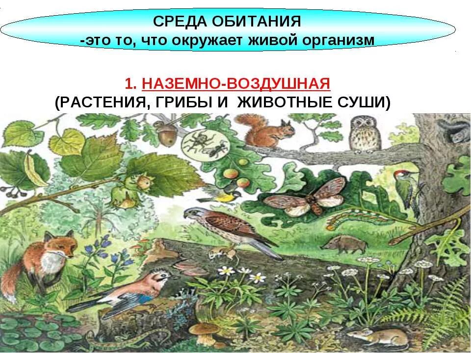 Почему организмы обитающие в наземно воздушной. Воздушно-наземная среда обитания. наземно-воздушная среда обитания. над земно – воздушная среда обитания. наземная среда обитания обитатели.