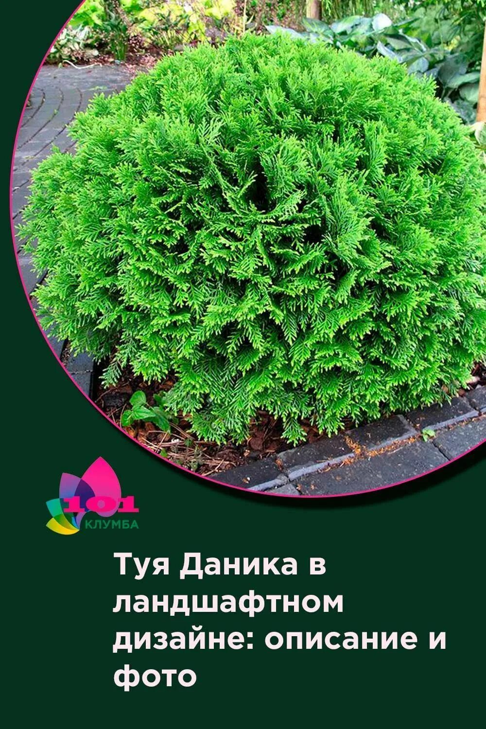 Туя западная даника thuja occidentalis danica. Даника описание и фото. Туя западная даника (р9). Туя западная даника. Туя западная даника ауреа.