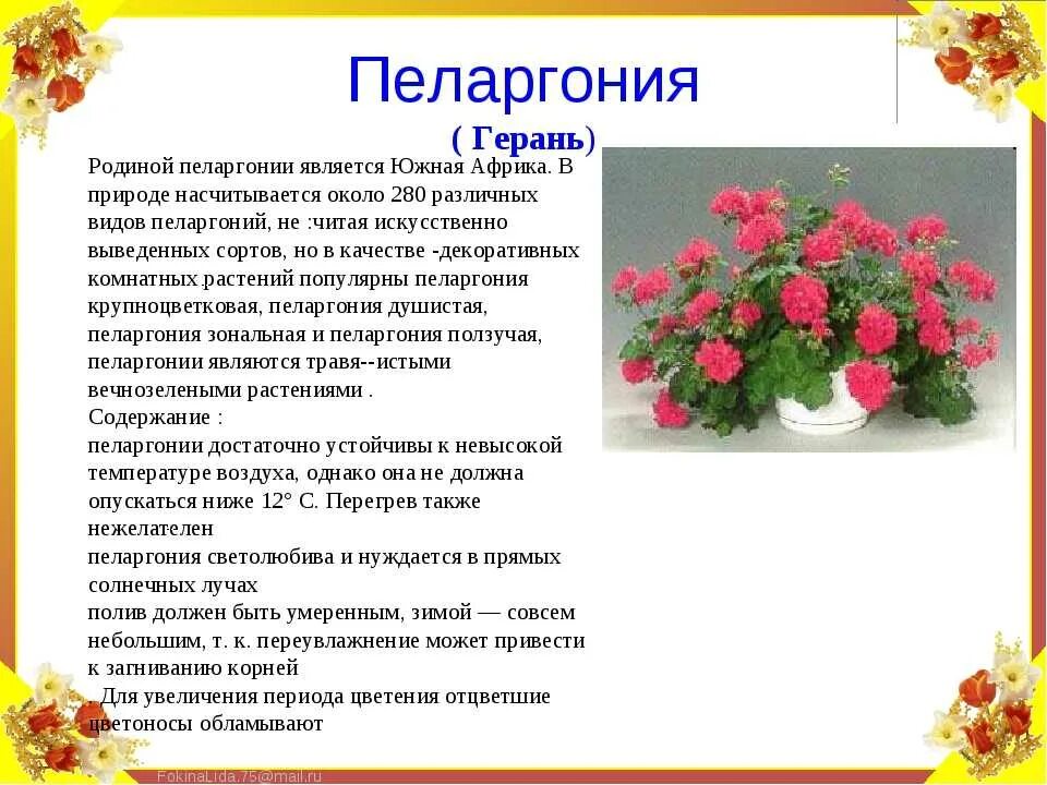 Герань описание уход. Герань описание уход. Комнатные цветы королевская герань. Комнатные цветы герань, бегония,. Комнатные растения.