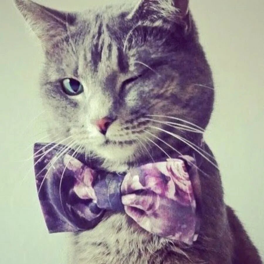 Кошка мур. Кошка мур. Котики мур мур. Кошечка мур. Без кота и жизнь не та стих.