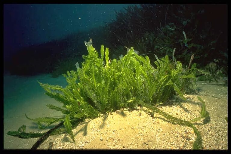 Водоросли всасывают воду. Каулерпа водоросль. Каулерпа taxifolia водоросль. Водоросли каулерпа Тихого океана. Фитобентос водоросли.