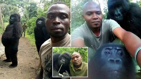 Man Dance Like King Kong Gorilla 🕺 🕺 🕺 ❤ ️❤ ️❤ ️❤ - YouTube.