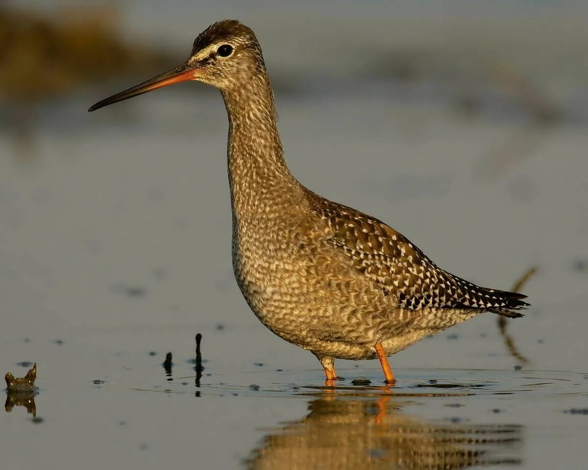 Вальдшнеп и бекас. Болотная птица кроншнеп. Кулик 5 букв сканворд. Улит отшельник. Кулик 5 букв сканворд.