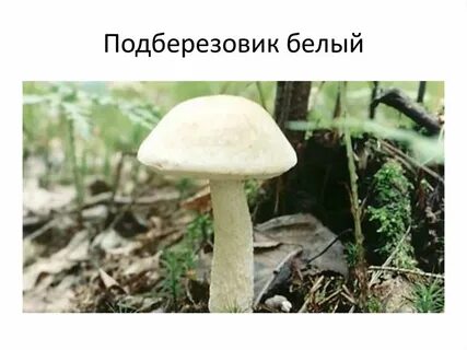 Подберезовик съедобный или нет