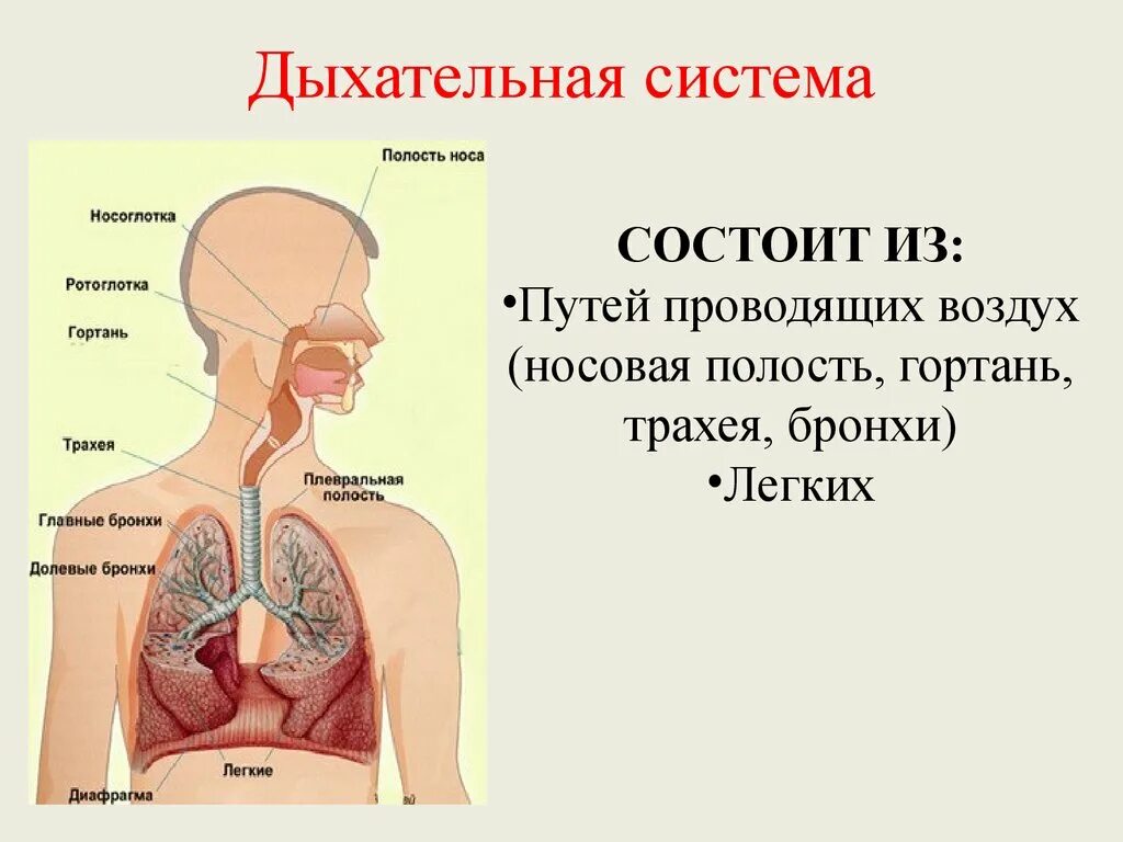 Системы органов человека дыхательная система. Система органов дыхания человека состоит из. Дыхательная система человека гортань трахея. Дыхательная система органов структура.