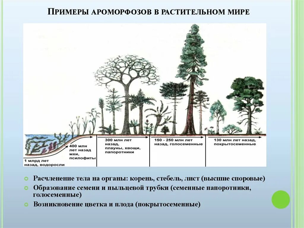 Этапы эволюции растений. Эволюция наземных растений.