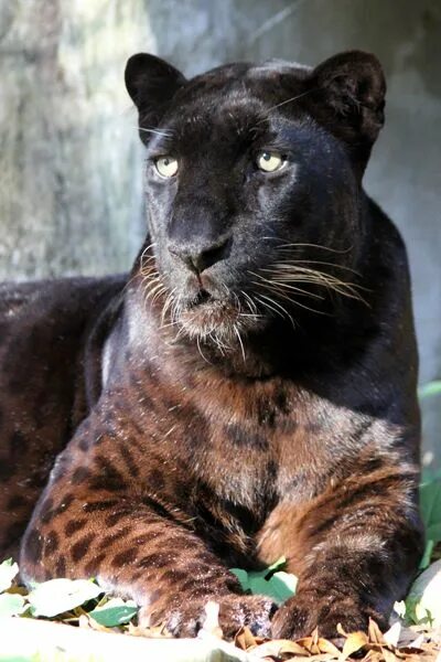 Тип пантера. Уссурийский леопард меланист. пантера окрас. пантера big cat rescue. пантера расцветка.