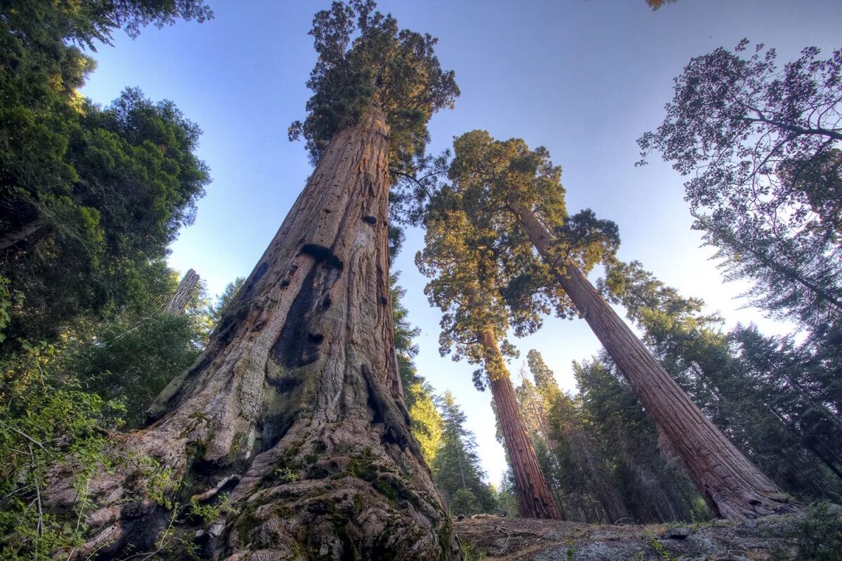 Где растет секвойя на каком. Калифорнийская Секвойя Гиперион. Секвойя дерево. Секвойя дерево гигант. Секвойя вечнозеленая дерево.