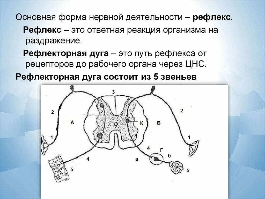 Нервно рефлекторная реакция