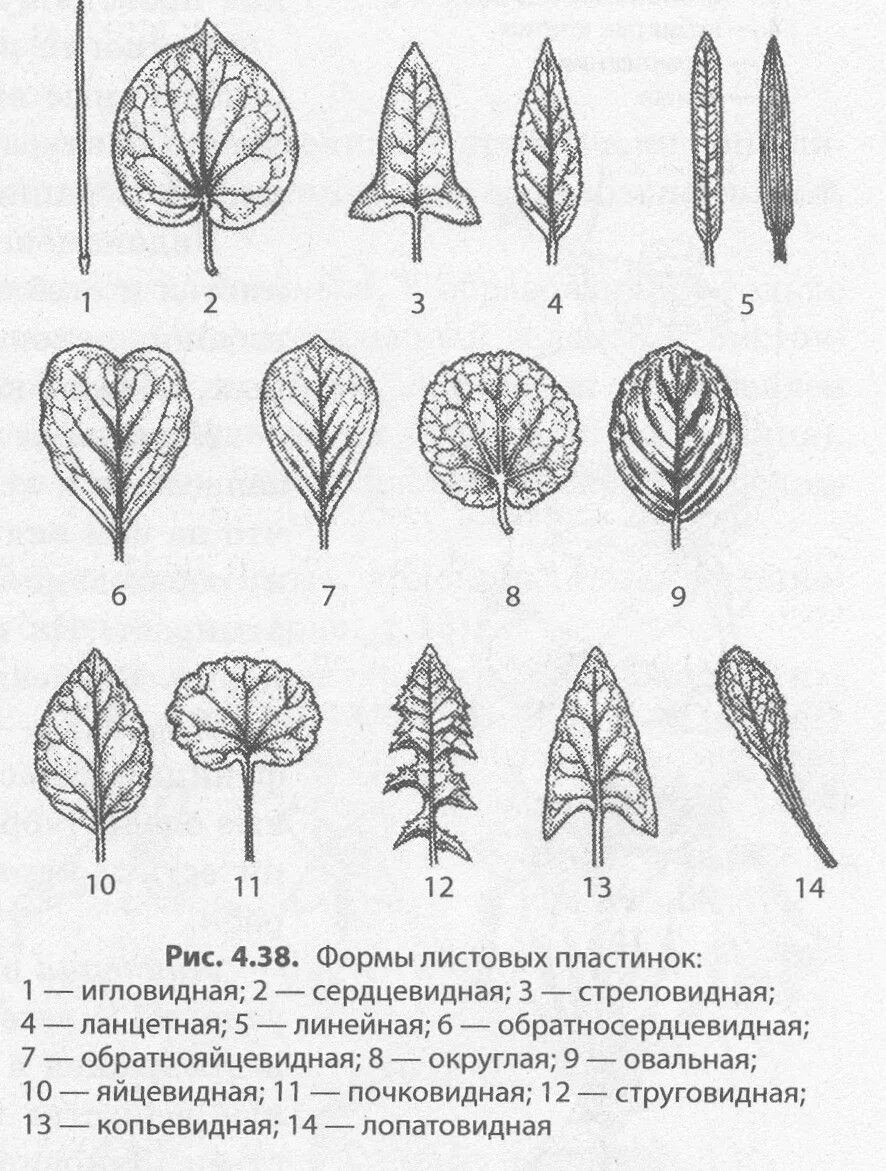 Продолговатый округлый. Форма листа Тип листа Тип жилкования листа. Типы жилкования листовой пластинки листовой. Перисто краевое жилкование. Пальчато лопастные листья.