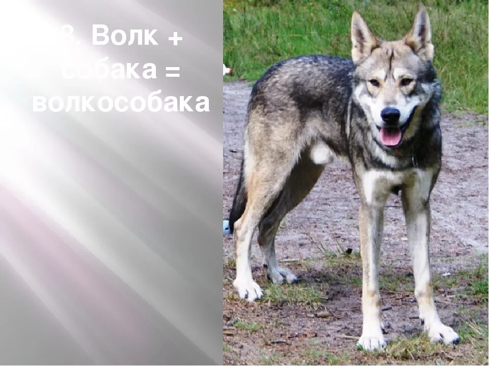 Хвост волка и собаки. Отличие хаски от волка. Чем отличается волк от хаски. Как различить волка от собаки.