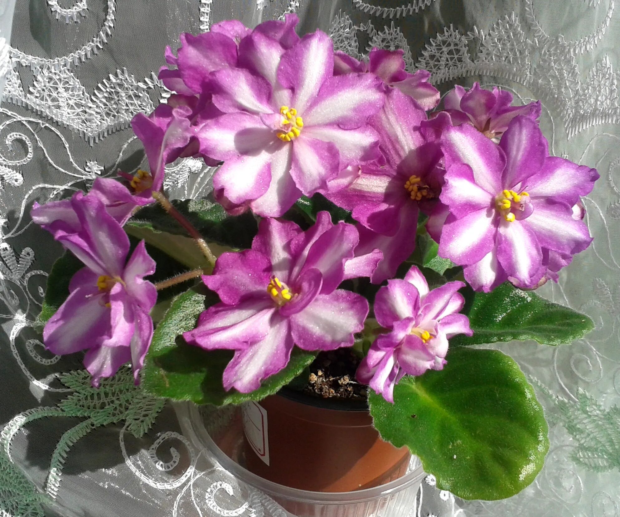 Фиалка dn прага. Фиалка дн малиновый ликер. Dolores raspberry sundae (d. Фиалка малиновый ажур. Сорт фиалки малиновый йогурт.