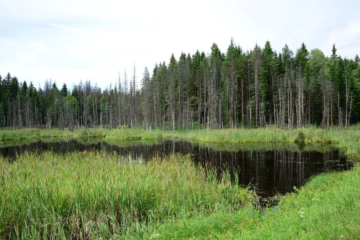 Стрельнинский берег – водно-болотные угодья в санкт-петербурге. Презентация о болоте. Мшинское болото заповедник. Сохотское болото. Болото данных.