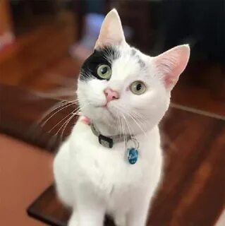 Cat grade