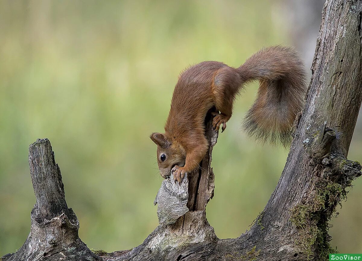 осень животные. дикие животные белка. белка в белгородском костюме.