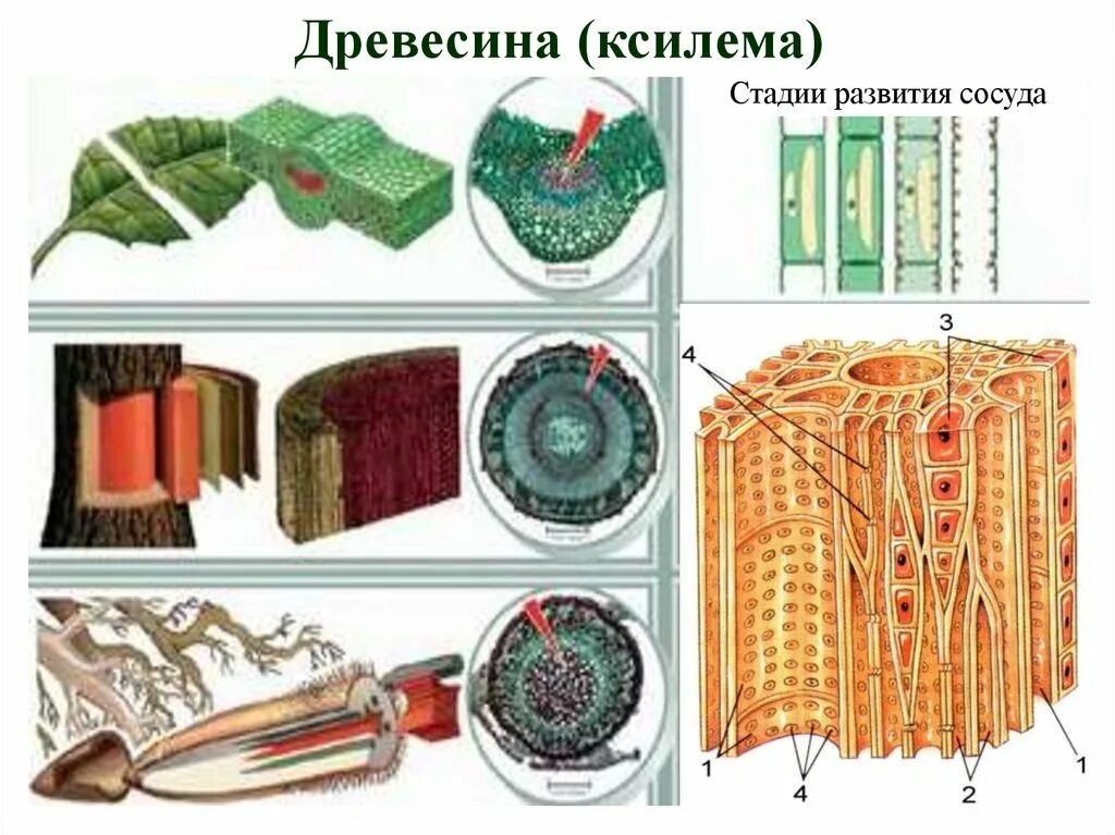 Клетки ксилемы живые. Ксилема ткань растений. Ксилема и флоэма у растений. Древесинная паренхима ксилемы. Сосуды ксилемы строение.