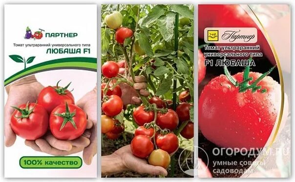 Ранние сорта помидор для открытого грунта: обзор