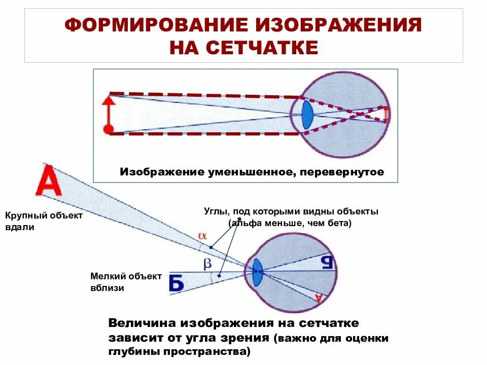 Как формируется изображение на сетчатке глаза. Каким получается изображение предмета на сетчатке глаза?. какое изображение формируется на сетчатке глаза. глаз и зрение формирование изображения на сетчатке. построение изображения предмета на сетчатке глаза.